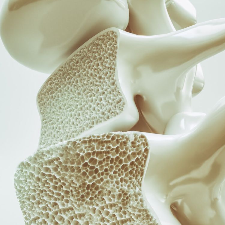 A close-up, 3D rendering of a cross-section of bone with a porous inner structure.