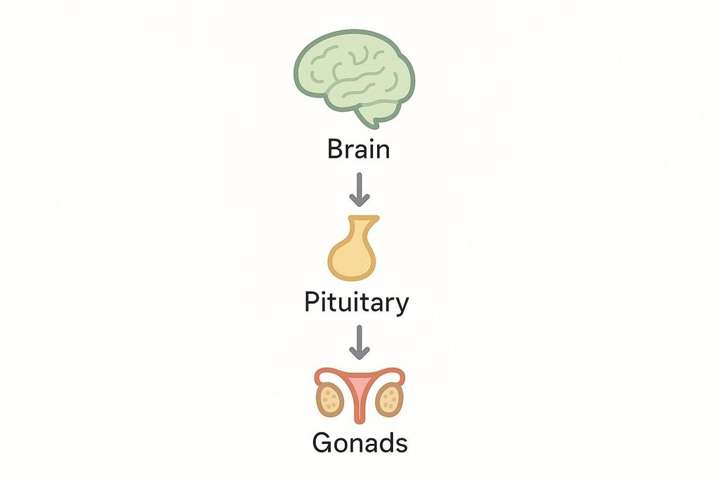 A simplified diagram showing the HPG axis, with the brain at the top, followed by the pituitary gland, and finally the gonads at the bottom, all connected by downward arrows.