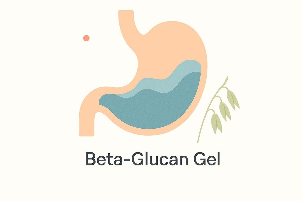 A diagram illustrating a human stomach filled with a blue substance, representing beta-glucan gel. A sprig of oats is visible to the right, and the text 'Beta-Glucan Gel' is below the stomach.