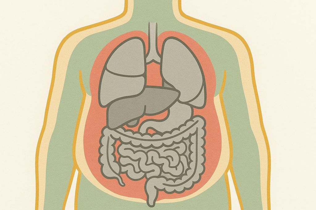 An abstract diagram illustrating a human torso with internal organs and a layer of red representing visceral fat surrounding them.