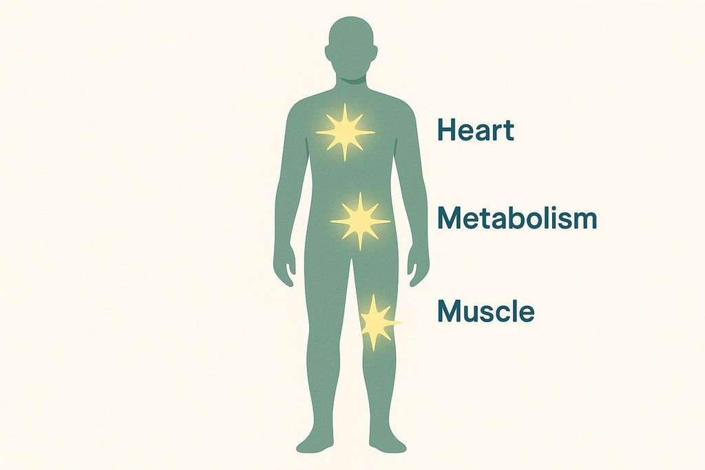 A human silhouette in teal with three glowing star-like icons at the chest, abdomen, and thigh, labeled 'Heart', 'Metabolism', and 'Muscle' respectively.