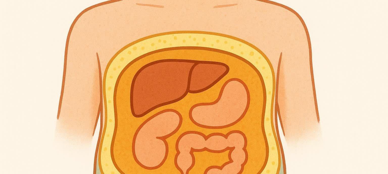 Stylized comparison of two torsos showing different internal visceral fat levels despite similar external shapes.
