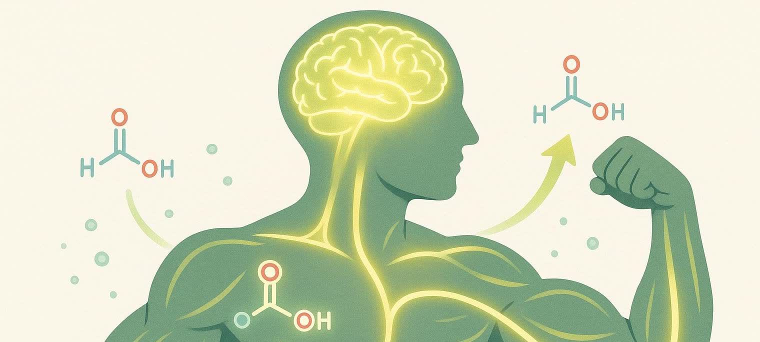 An illustration showing how ketones produced by the body provide energy to the brain and muscles during ketosis, depicted by glowing pathways from chemical structures to the brain and biceps. Chemical formulas for ketone bodies are also shown.