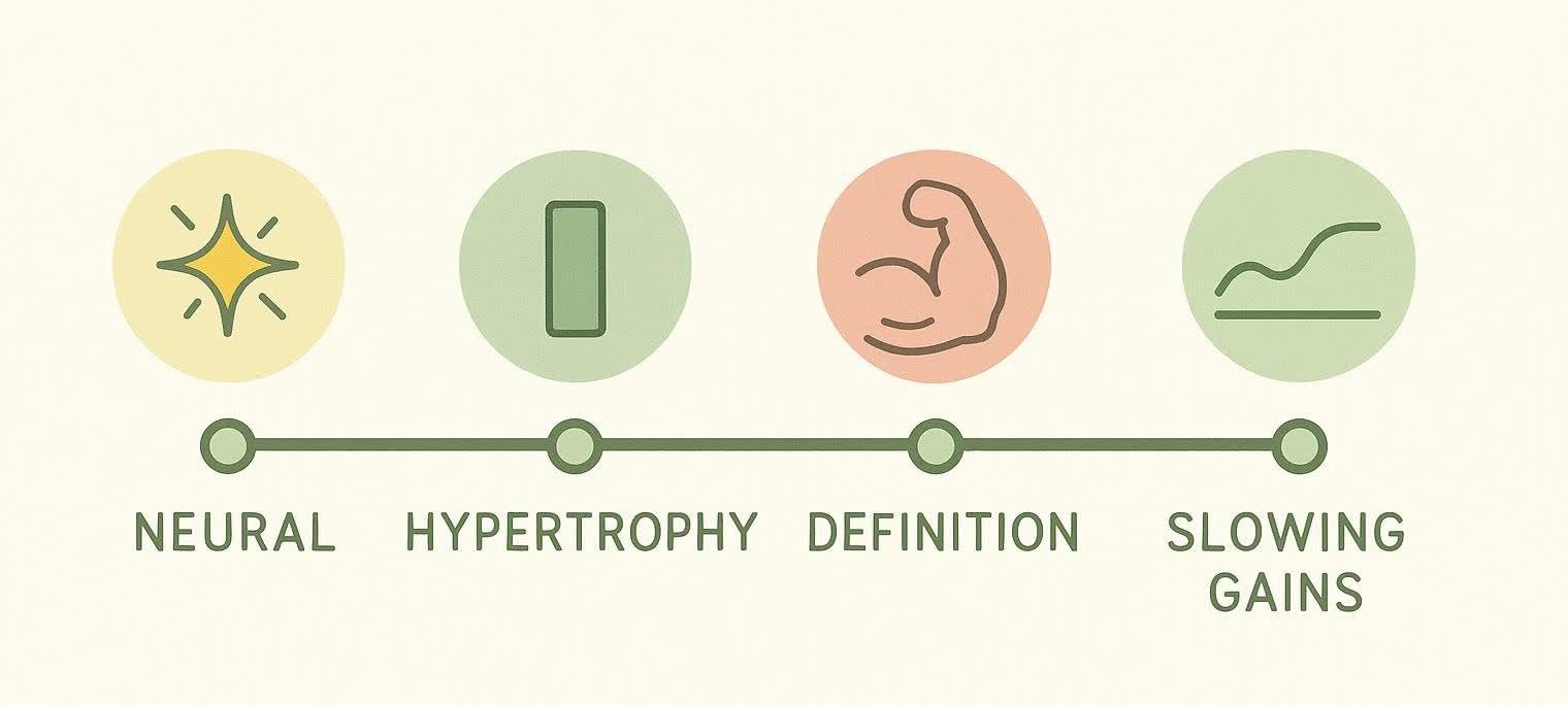 A graphic timeline illustrating four phases of muscle building: neural, hypertrophy, definition, and slowing gains.