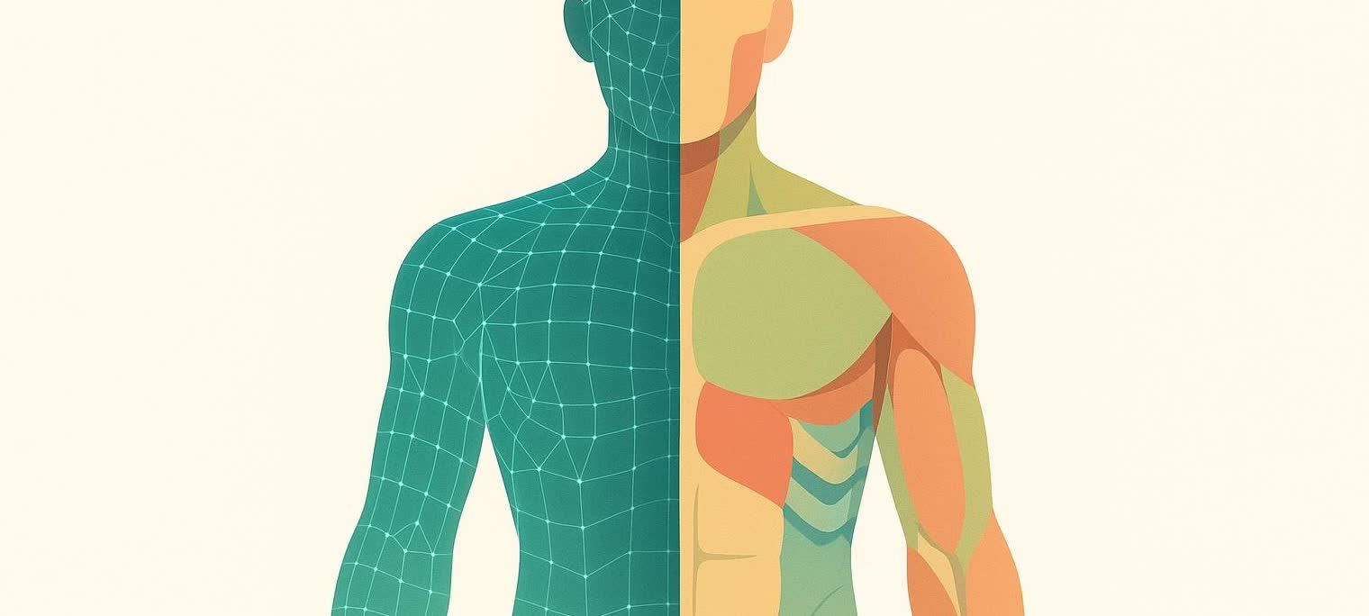 A split abstract illustration of the human torso. The left side shows a teal wireframe representing an external body scan. The right side shows internal body composition layers in shades of yellow, green, and orange, depicting muscles and organs.
