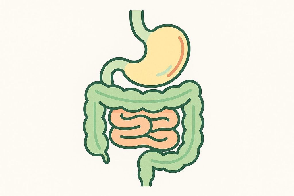 Simple, colorful line illustration of the human digestive system, showing the stomach, small intestine, and large intestine.