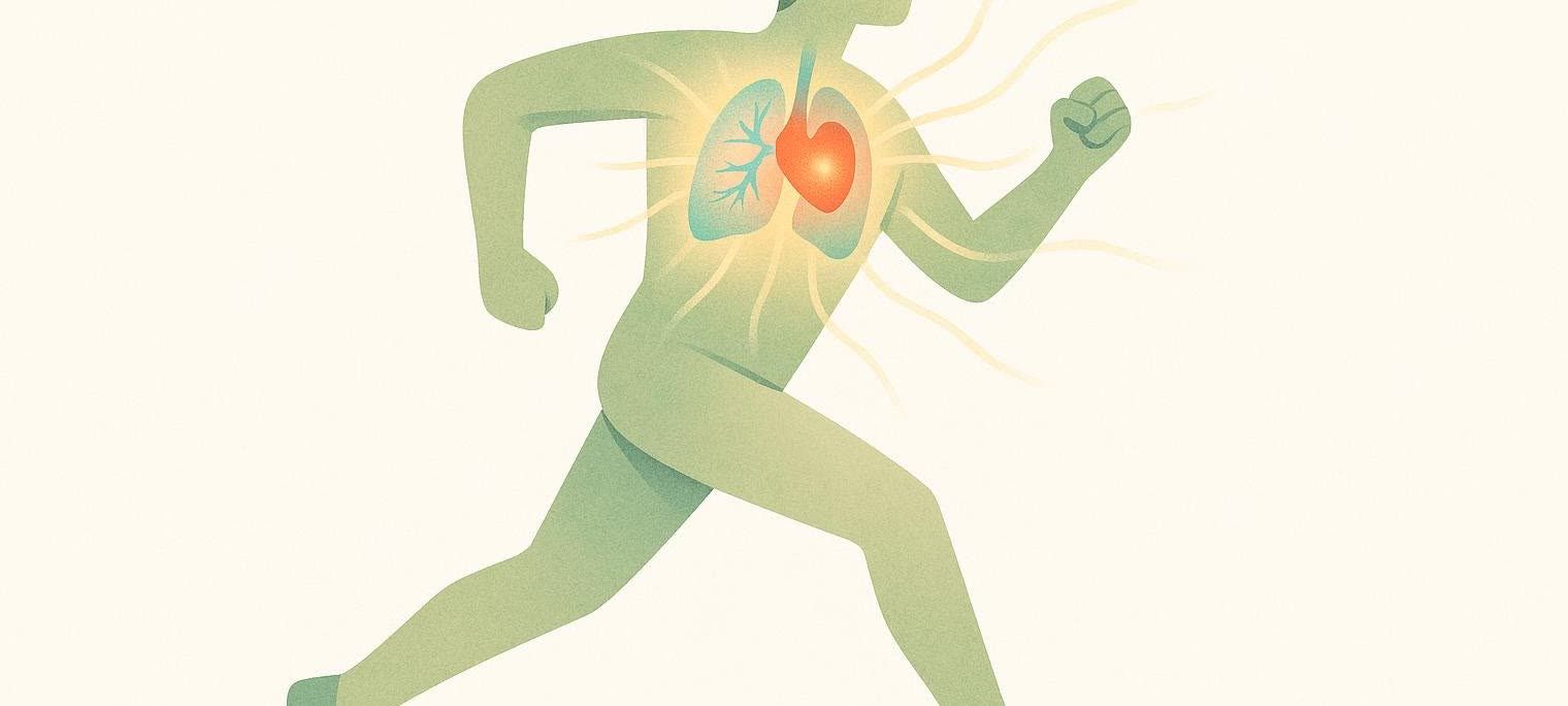 Illustration showing the internal benefits of cardio, with a glowing red heart and teal lungs inside a green running figure on a light background. Yellow lines radiate from the internal organs.