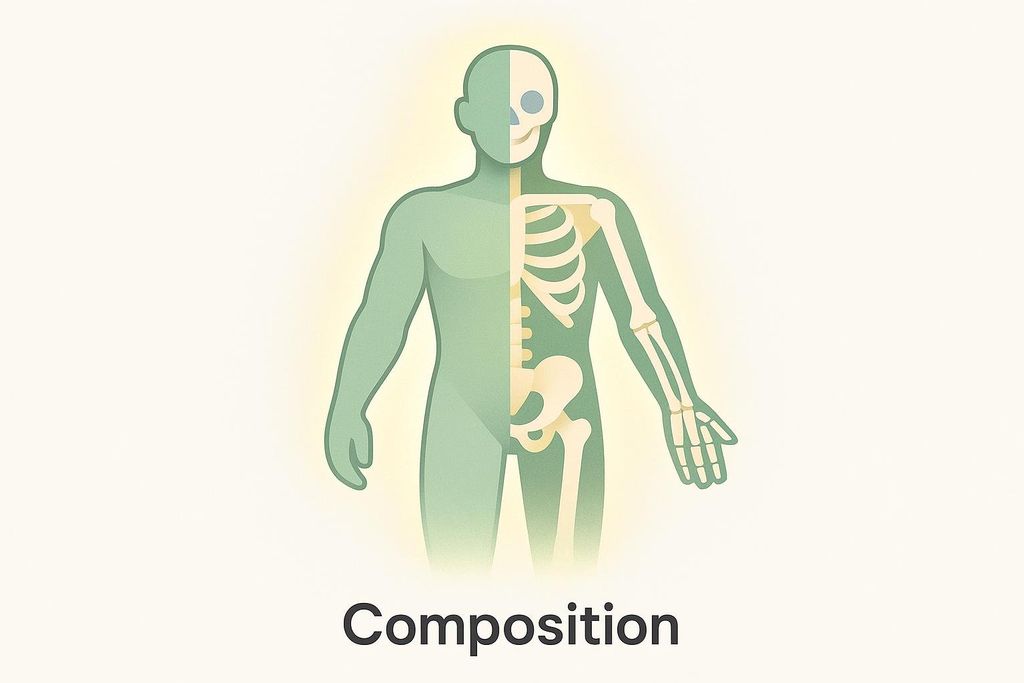 An illustration of a human torso split vertically. The left half shows green muscle and skin, while the right half shows the bone structure (skeleton) in white and beige, with a slight golden glow around the figure. The word 'Composition' is written below in dark grey.