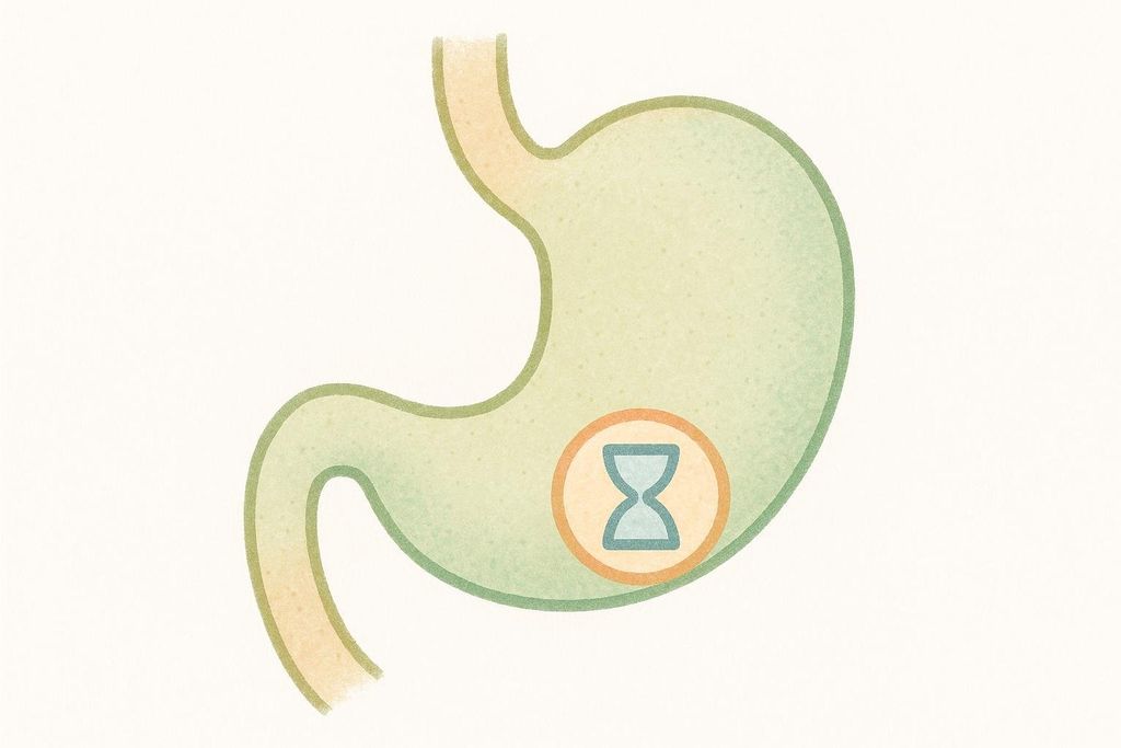 An illustration of a stomach, depicted in shades of green with an orange and blue hourglass icon inside, indicating slowed gastric emptying.