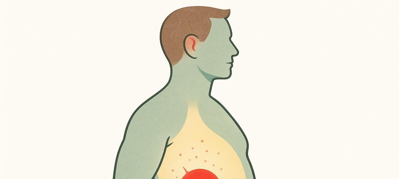 Stylized illustration of a human figure with a shrinking area of visceral fat in the abdomen, symbolizing successful belly fat reduction.