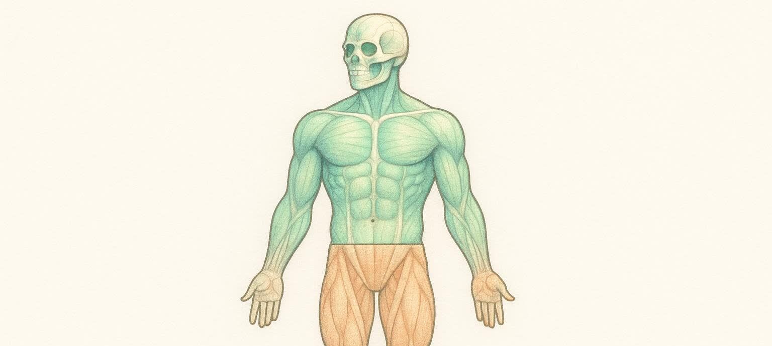 A stylized illustration of the human body, with the upper body (torso and arms excluding hands) depicted in green and the lower body (legs and hands) in orange. The upper body features a visible skull and musculature, while the lower body shows detailed leg muscles. The colors differentiate the two sections, representing an upper/lower workout split.