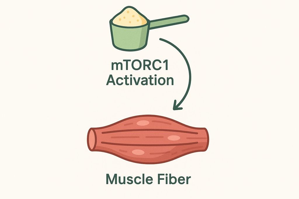 A vector diagram illustrating how whey protein activates muscle growth. A green scoop of whey powder is shown at the top, connected by a curved arrow labeled 'mTORC1 Activation' to a muscular fiber below, labeled 'Muscle Fiber'.
