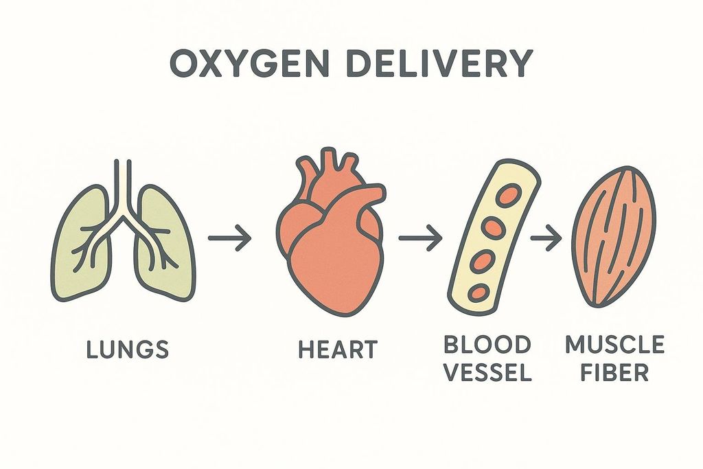 An infographic titled 'Oxygen Delivery' showing a simplified pathway: Lungs to Heart to Blood Vessel to Muscle Fiber. Each organ/element is represented by a simple illustration with its name below.