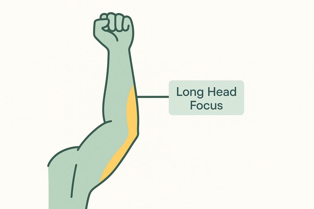 An illustration of an arm with a clenched fist, highlighting a section in yellow labeled 'Long Head Focus'.