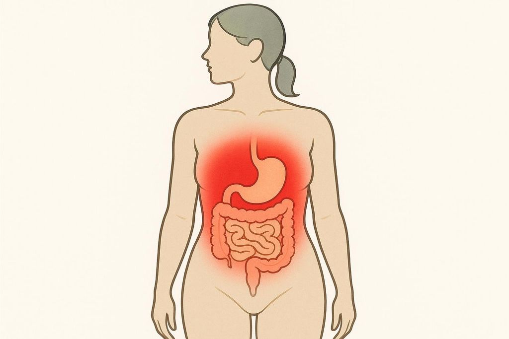 A diagram highlighting visceral fat around the organs in a woman's abdomen, indicating a health risk.