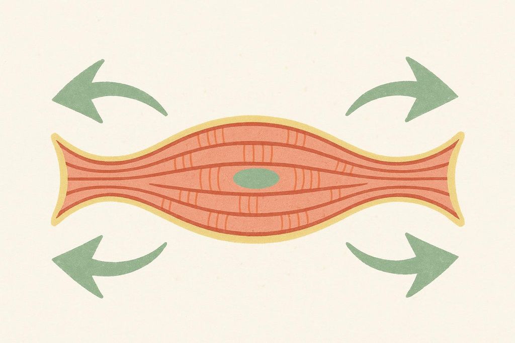 An illustration of an abstract muscle fiber being stretched. The pink muscle fiber with internal stripes has a green oval in its center and is outlined in yellow. Four green arrows, two on each side, point outwards from the muscle fiber, indicating a stretching motion.