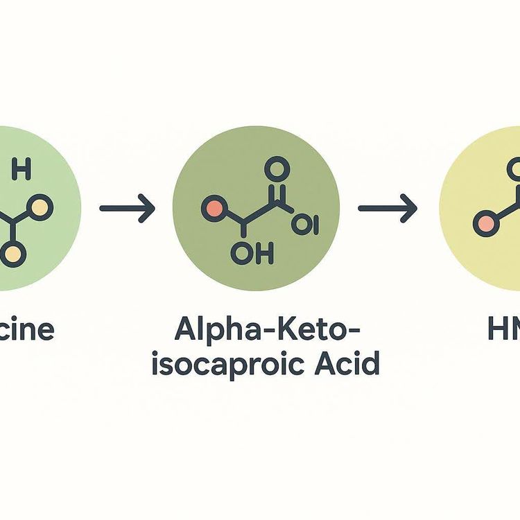 A flat vector depiction of the chemical structure of Alpha-Keto-isocaproic Acid, a molecule formed in the conversion pathway of leucine to HMB.