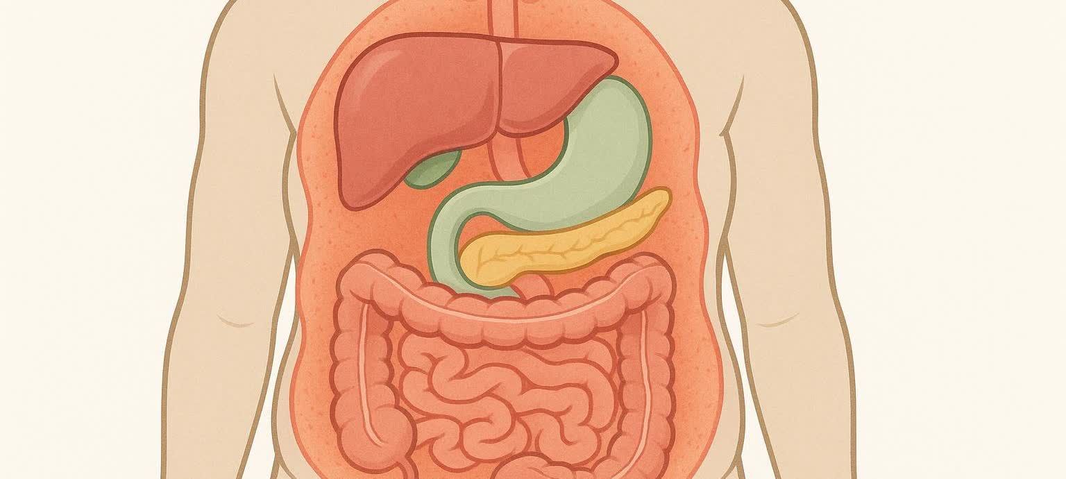 Illustration shows visceral fat, depicted as orange tissue, surrounding a liver, stomach, pancreas, and intestines within a human torso.