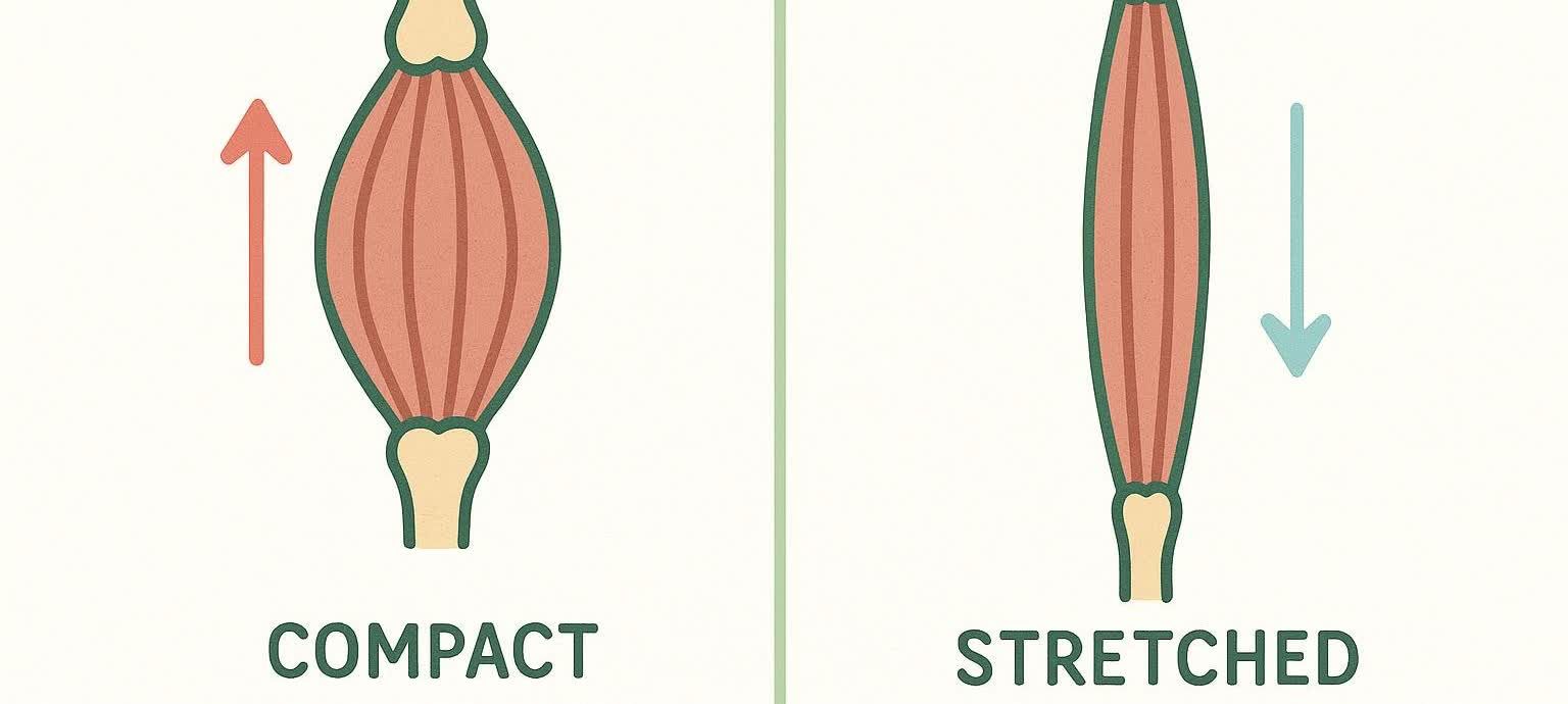An illustration showing two states of a muscle. On the left, a 'compact' muscle is depicted as being shorter and thicker with an upward arrow. On the right, a 'stretched' muscle is shown as longer and thinner with a downward arrow.