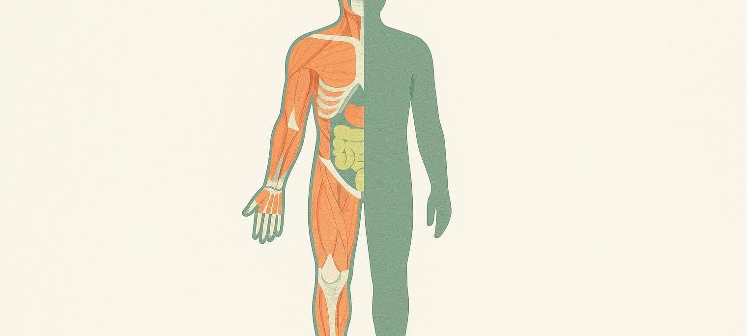 A stylized illustration of the human body, with the left side showing muscles, bones, and internal organs in detail, while the right side is a solid green silhouette.