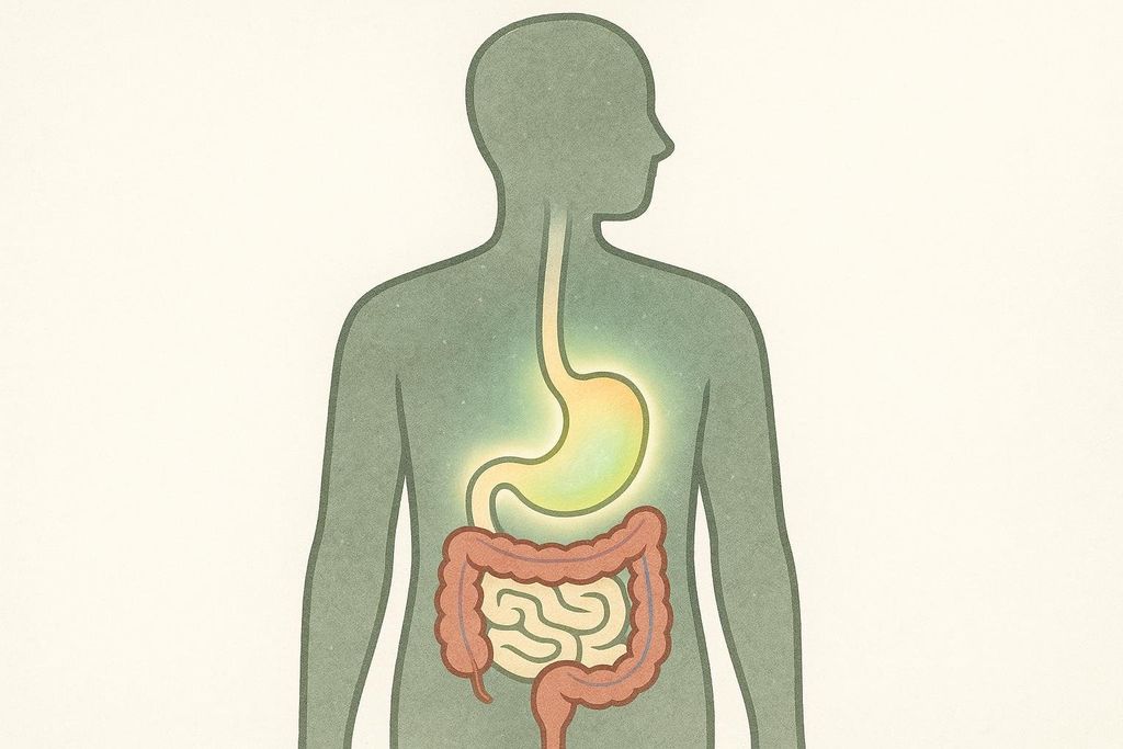 Diagram showing the upper part of the human digestive system, with the esophagus and stomach visible. The stomach is glowing yellowish-green, and the large and small intestines are depicted below it. The image illustrates delayed gastric emptying within the silhouette of a human torso.