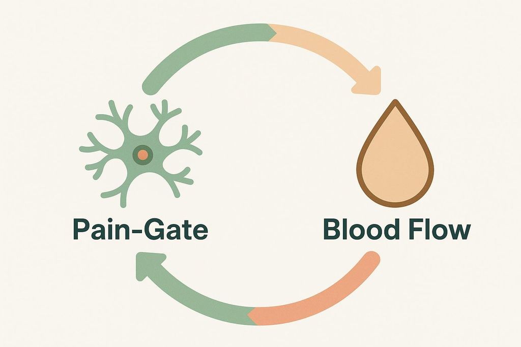 A diagram illustrating the cyclical relationship between a 'Pain-Gate' represented by a neuron-like shape, and 'Blood Flow' represented by a teardrop shape. Two curved arrows connect them in a loop, one green-to-beige from Pain-Gate to Blood Flow, and one beige-to-green from Blood Flow back to Pain-Gate.