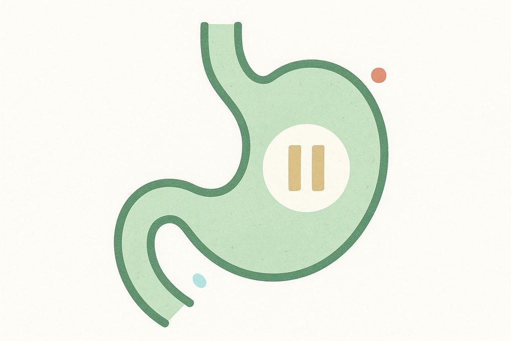 An illustration of a stomach in light green with a dark green outline. A light tan pause button symbol is inside the stomach. A small orange circle is above the stomach and a small light blue circle is below.