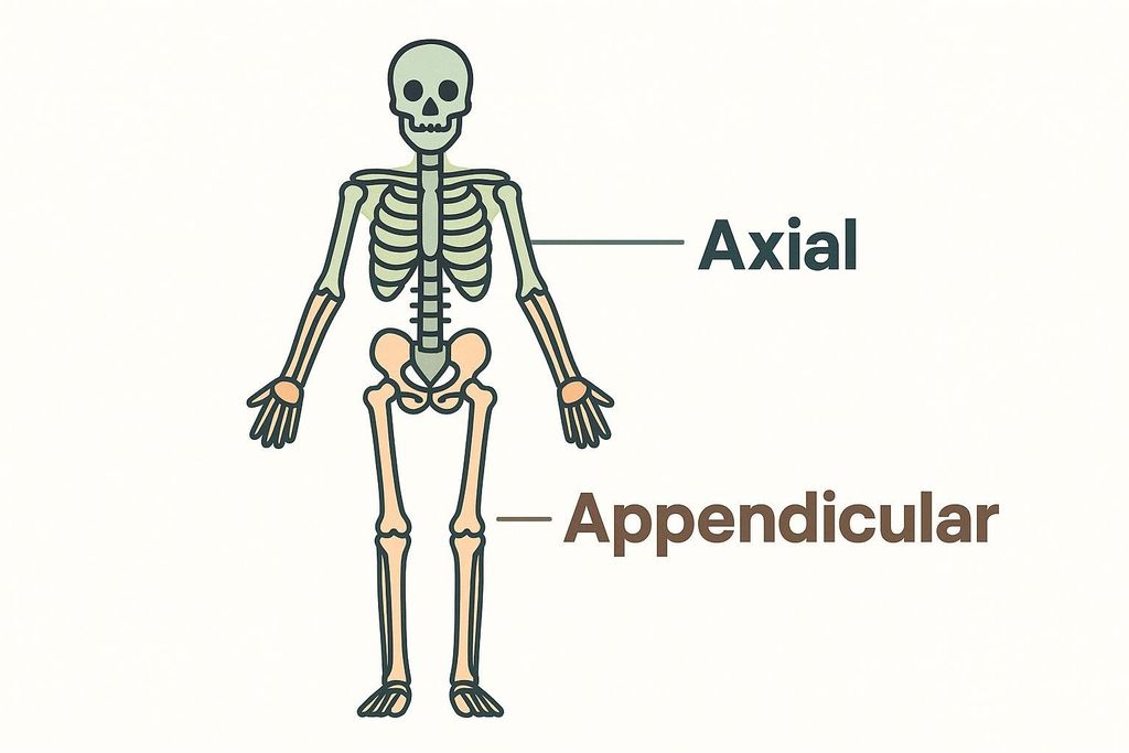 A diagram illustrating the human skeleton, divided into the axial skeleton (skull, ribs, vertebral column, and sternum shown in green) and the appendicular skeleton (limbs, pelvic girdle, and shoulder girdle shown in peach).