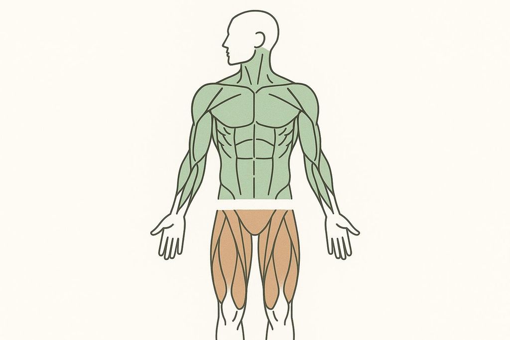 An illustration of a human body with the upper body muscles highlighted in green and the lower body muscles highlighted in brown. This visually represents the muscle groups targeted in upper versus lower body workouts.