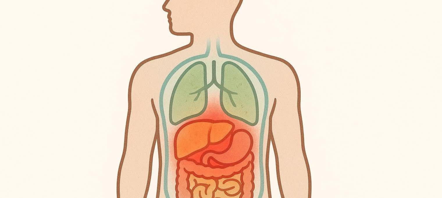 An illustration showing the difference between visceral fat, depicted as red around the internal organs, and subcutaneous fat, shown in a lighter blue layer just under the skin of a human torso.