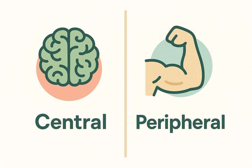 A diagram comparing central fatigue and peripheral fatigue. On the left, an illustration of a brain with the word 'Central' below it. On the right, an illustration of a bicep flexing with the word 'Peripheral' below it.