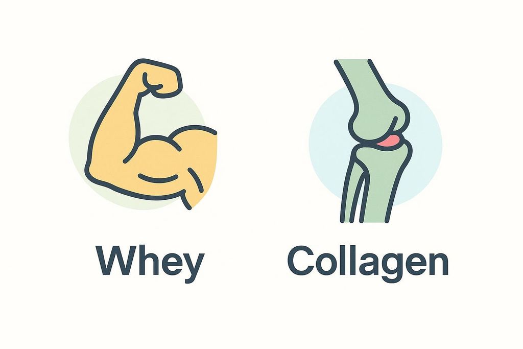 An illustration comparing whey and collagen. On the left, a yellow biceps muscle icon is labeled "Whey." On the right, a green knee joint icon with red cartilage is labeled "Collagen." This depicts whey for muscle health and collagen for joint health.