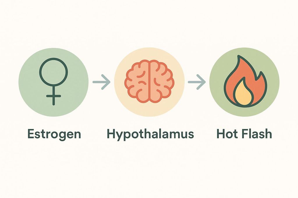 A simplified diagram illustrating the connection between estrogen, the hypothalamus, and a hot flash. It shows three circular icons in a row with arrows pointing from left to right. The first icon is a female symbol with 'Estrogen' written below it. The second icon is a brain with 'Hypothalamus' below it. The third icon is a flame with 'Hot Flash' below it. This visually represents the pathway leading to hot flashes.
