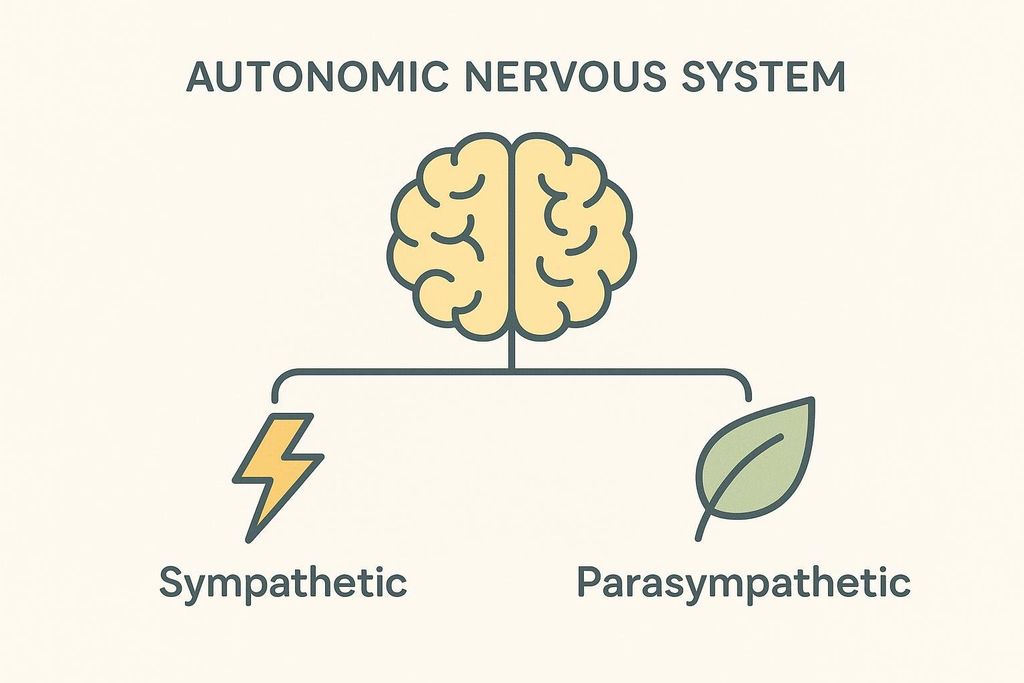 A diagram illustrating the Autonomic Nervous System, showing a brain icon at the top with two branches below it. The left branch, labeled "Sympathetic," has a lightning bolt icon, representing "fight or flight." The right branch, labeled "Parasympathetic," has a leaf icon, representing "rest and digest."