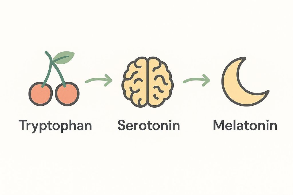A flowchart illustrating the conversion process: Tryptophan, represented by cherries, converts to Serotonin, represented by a brain icon, which then converts to Melatonin, represented by a crescent moon icon.