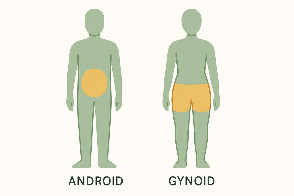 Stylized illustration comparing android (abdominal) fat distribution with gynoid (hip and thigh) fat distribution on abstract human silhouettes.