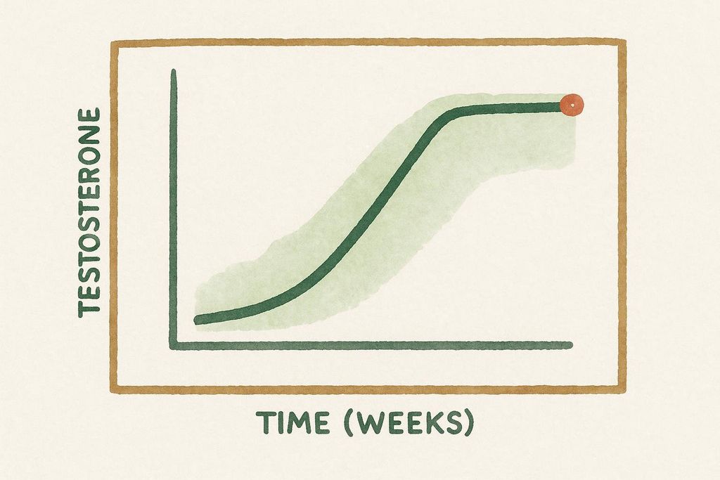Conceptual line graph showing testosterone levels increasing over time with enclomiphene use, represented by a green line rising and then plateauing, with a shaded green area indicating potential variability, and a red dot marking the highest point.