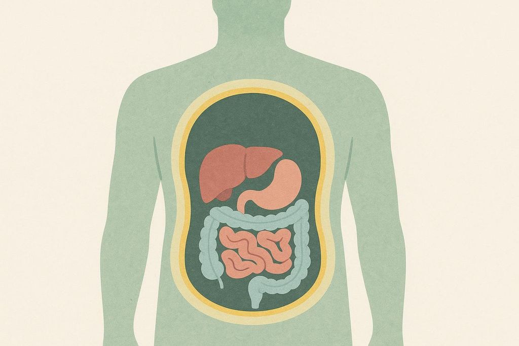 A stylized human torso from the chest to the hip showing internal organs. The liver and stomach are at the top, followed by the large intestine, and then the small intestine in the center.