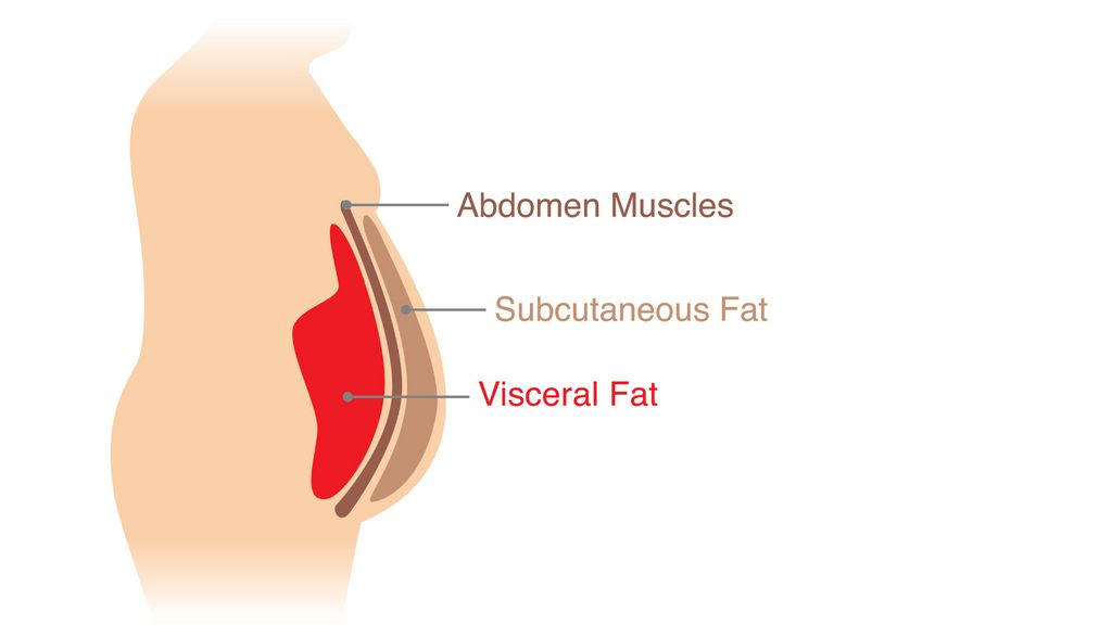 Diagram showing a cross-section of an abdomen with labels for abdomen muscles, subcutaneous fat, and visceral fat.