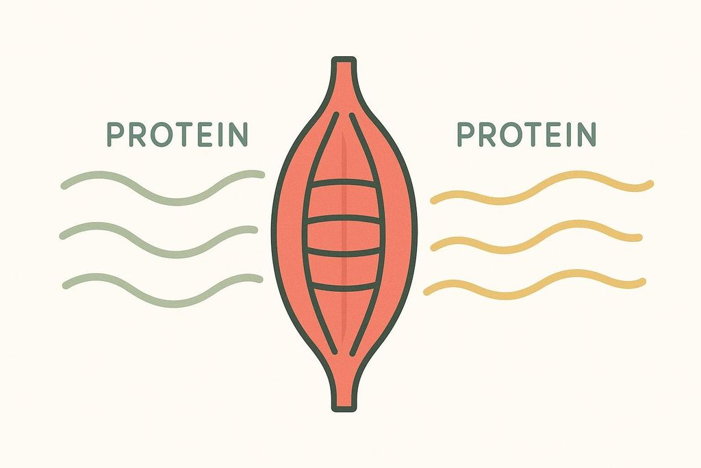 Abstract illustration showing a red muscle fiber with green and yellow wavy lines labeled "PROTEIN" on either side, representing protein synthesis.