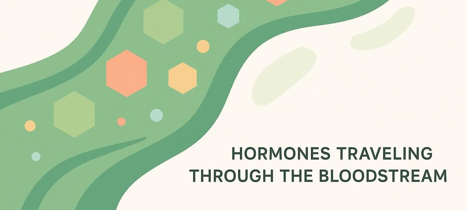 An abstract illustration depicting hormones traveling through the bloodstream. Green wavy shapes represent the bloodstream, with colorful hexagons and circles of various sizes symbolizing hormones flowing within it. The text "HORMONES TRAVELING THROUGH THE BLOODSTREAM" is clearly visible on the right side of the image.