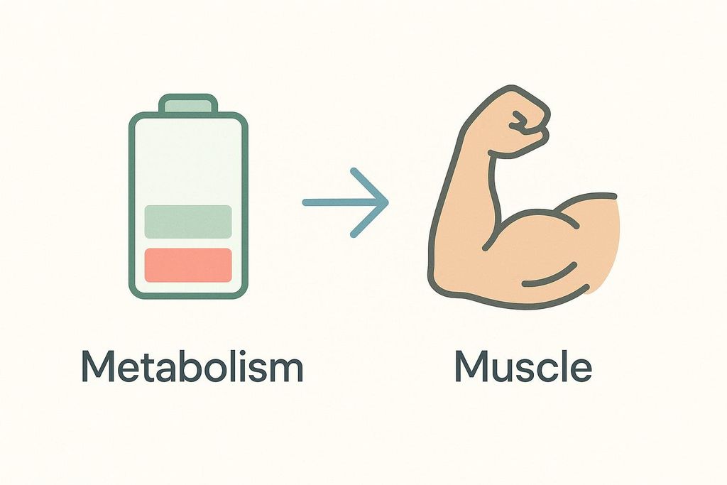 An illustration showing a battery icon, partially filled, labeled 'Metabolism', with an arrow pointing to a flexed bicep muscle icon labeled 'Muscle'. This visually represents metabolism converting into muscle.