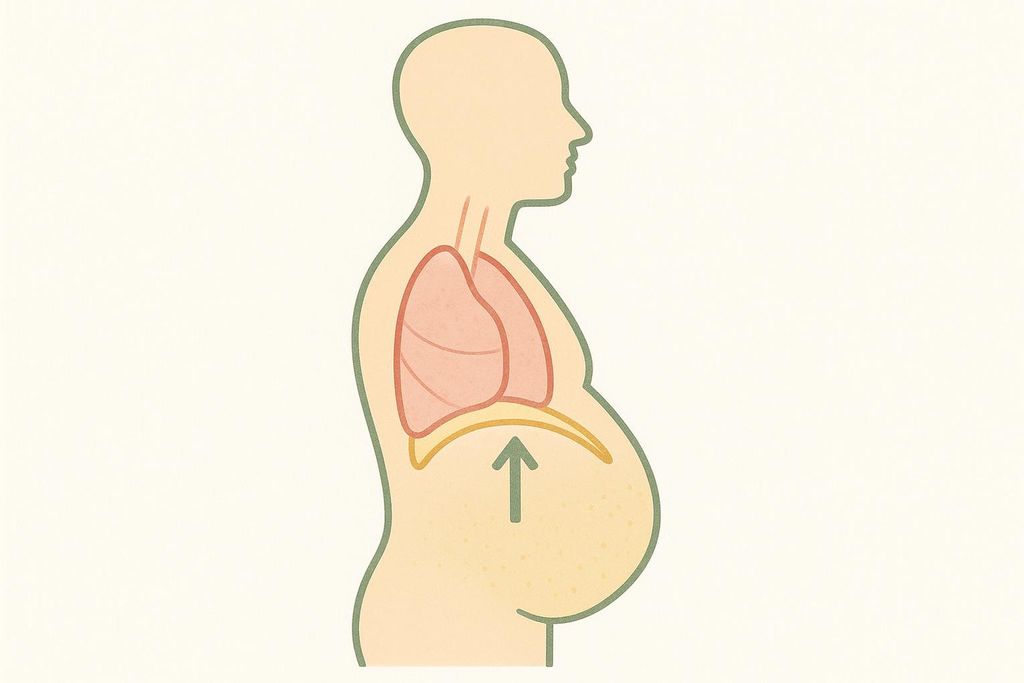A simplified diagram showing how abdominal visceral fat can push up on the diaphragm, thereby reducing lung volume and worsening sleep apnea.