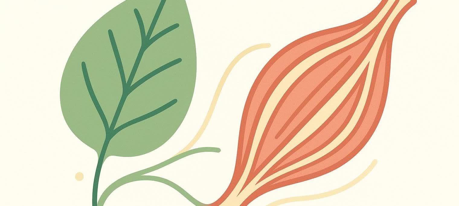 An illustration showing a green leaf on the left transforming into a reddish-orange muscle fiber on the right, with connecting wavy lines.