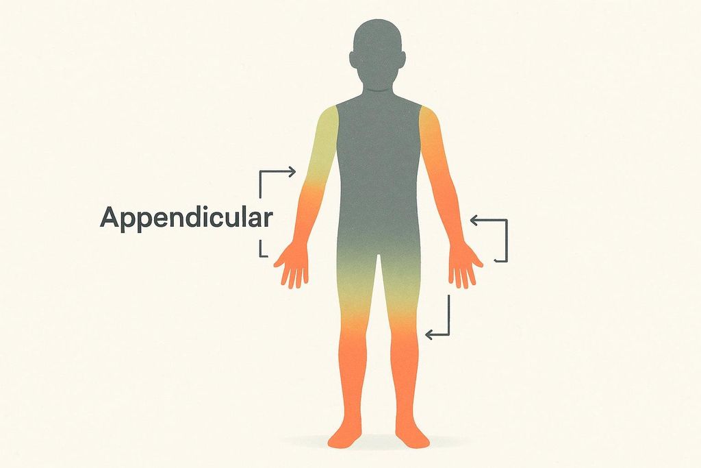 Illustration highlighting the appendicular lean mass of the arms and legs on a human figure. The torso is grey, while the arms and legs are colored in a gradient from yellow-green to orange, indicating the appendicular lean mass. Text labels 'Appendicular L' with arrows point to the limbs.