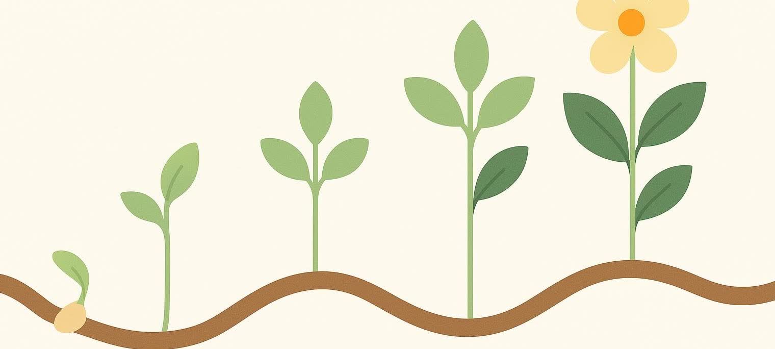An illustration showing the progressive growth of a plant from a small sprout to a flowering plant. Five distinct stages are depicted on a wavy brown line representing the ground, set against a light cream background.