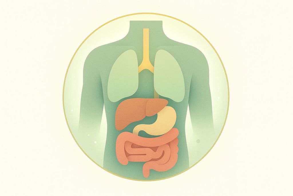 An abstract illustration of a human torso showing green lungs, a yellow trachea, a reddish-brown liver, a cream stomach, and orange intestines, all contained within a circular, light green and yellow frame.