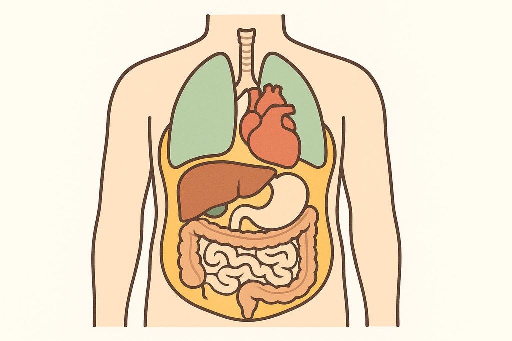 Stylized anatomical illustration showing the location of the heart, lungs, liver, stomach, and intestines within the human torso. A yellow layer represents visceral fat surrounding the organs.