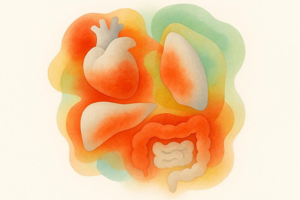 Abstract illustration showing stylized internal organs with red areas surrounding them, representing visceral fat.