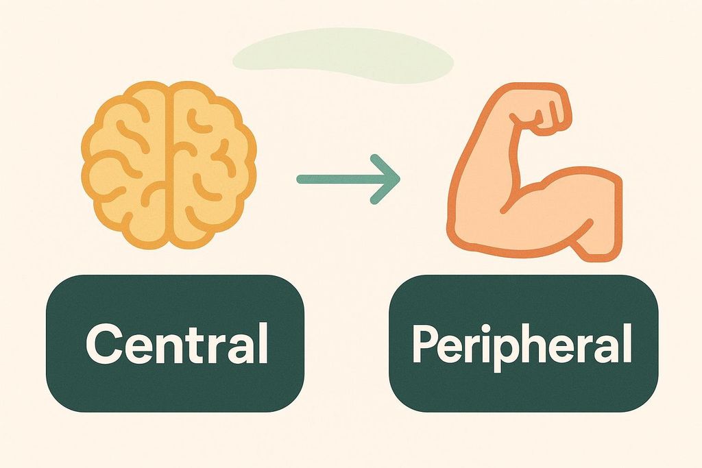 A diagram illustrating the concepts of central and peripheral fatigue. On the left is an icon of a brain above a dark green rectangle with the word "Central" in white text. To the right is an icon of a flexed bicep muscle above a dark green rectangle with the word "Peripheral" in white text. A green arrow points from the brain icon towards the bicep icon.